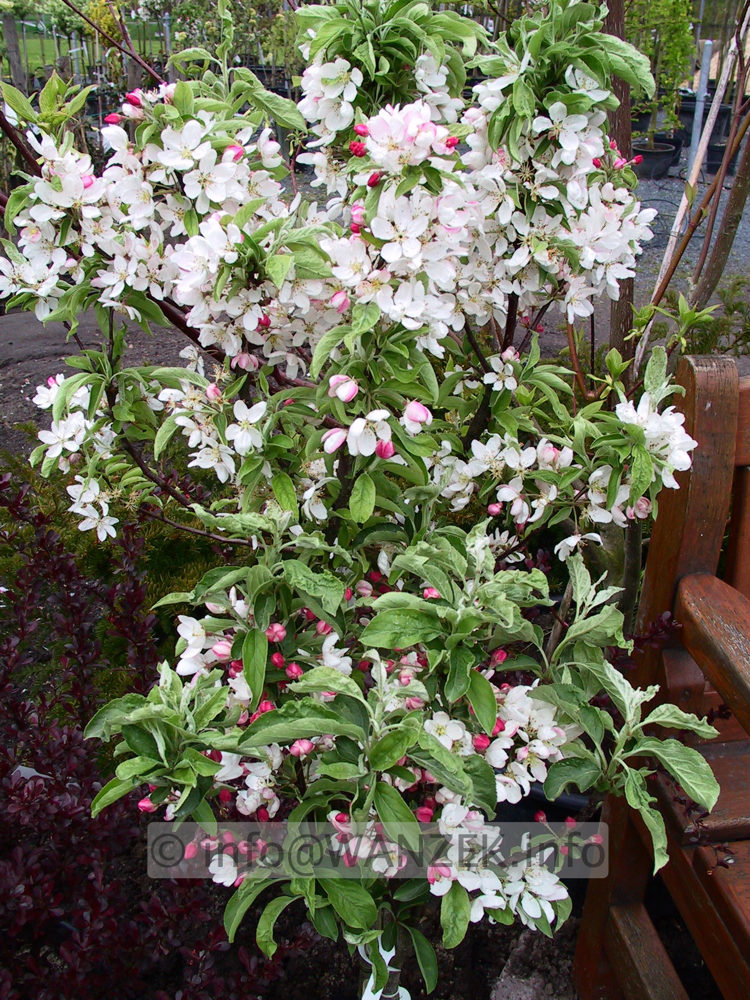 Malus Pom Zai 03 Blueten.jpg